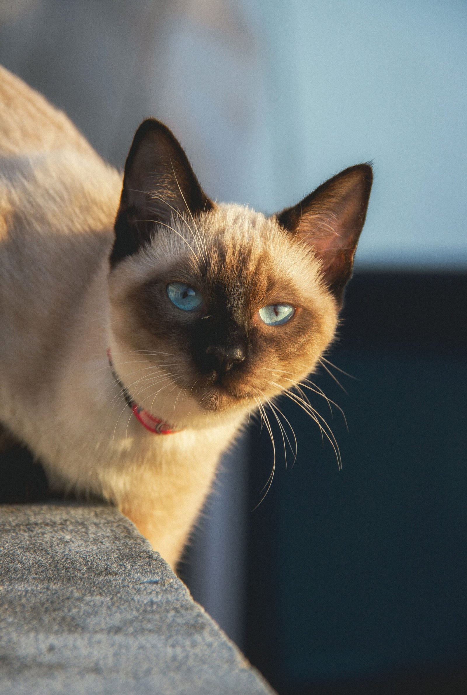Siamese cat among the healthiest cat breeds