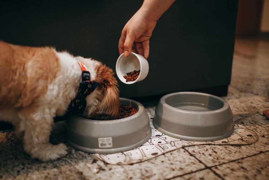 Owner offering a dog a treat from a scoop, relevant to dog dental chews