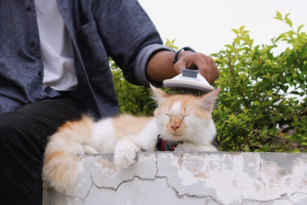 Cat being gently groomed with a brush, which reduces hairballs