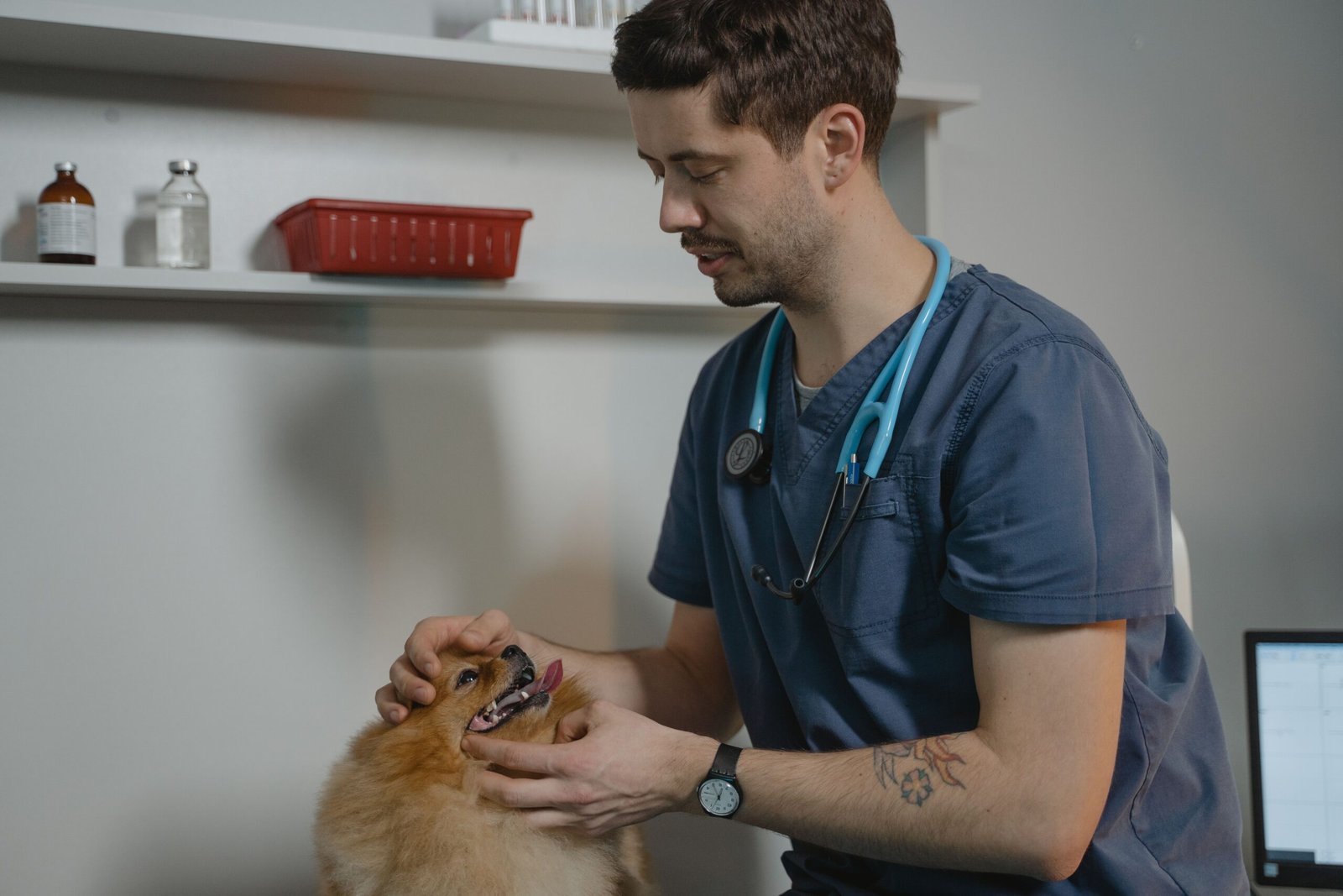 Veterinarian holding a small dog during an examination; your prescribing vet is the right contact for medication questions