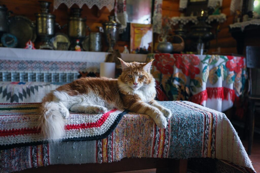 Cat resting indoors, relevant to frequent vomiting in cats
