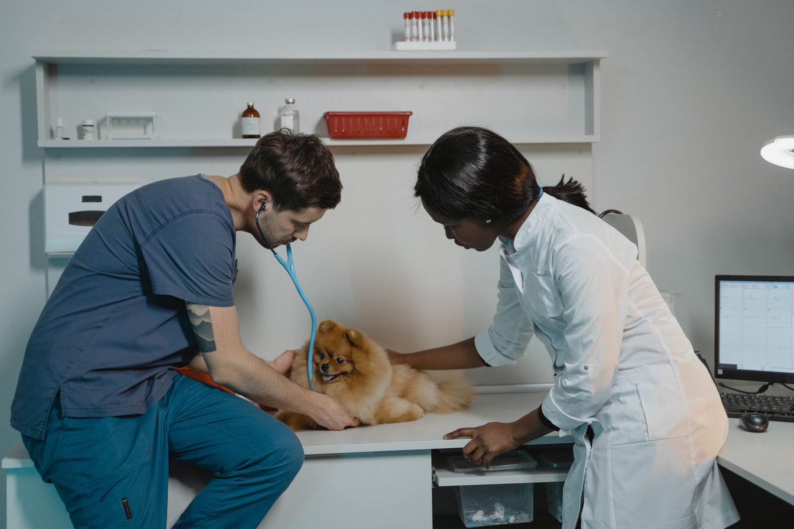 Veterinarians examining a small dog during a clinic checkup