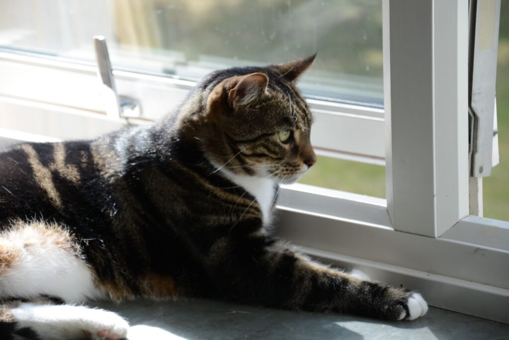 Indoor cat resting by a window, relevant to litter box avoidance