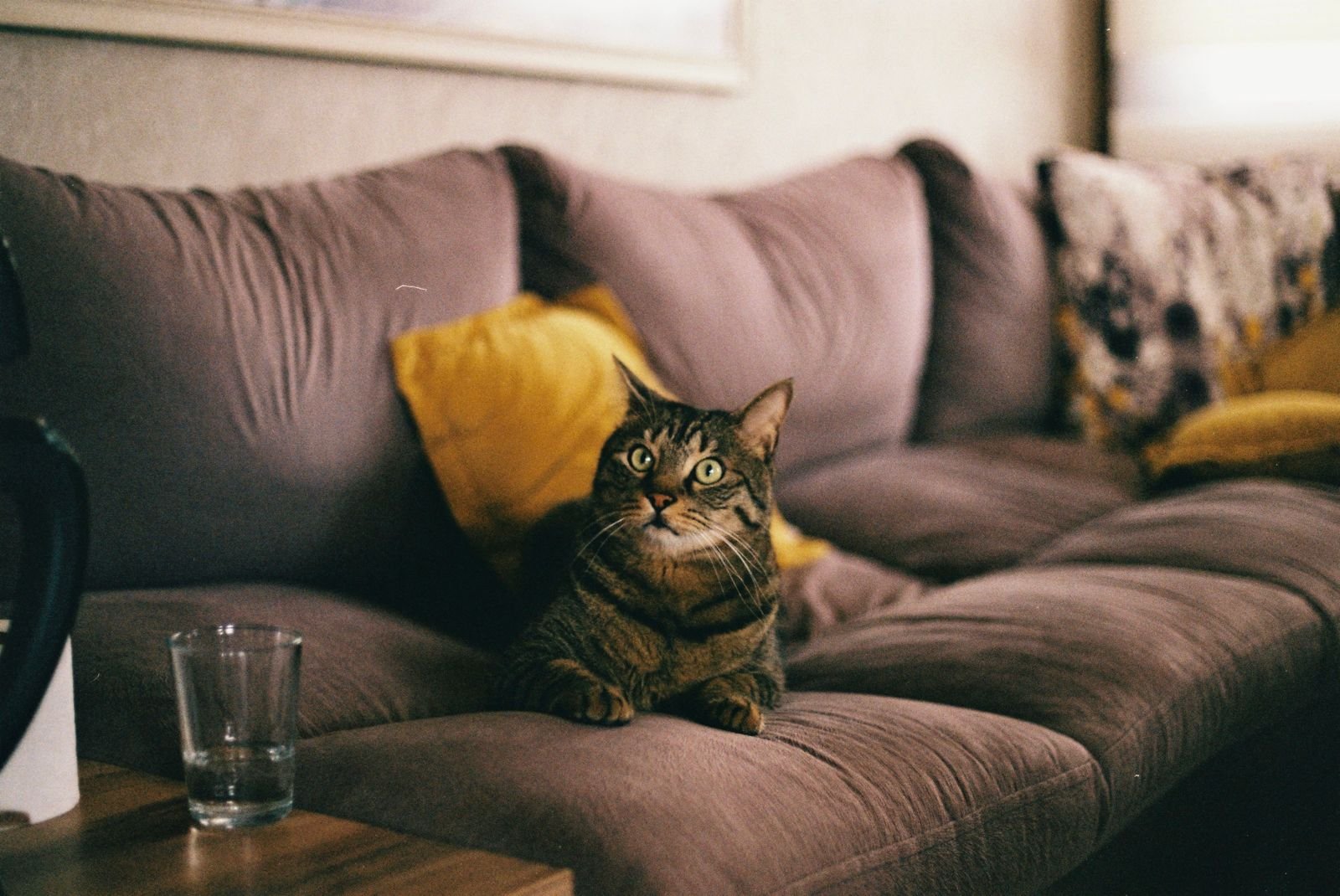 Alert tabby cat sitting on a living room sofa