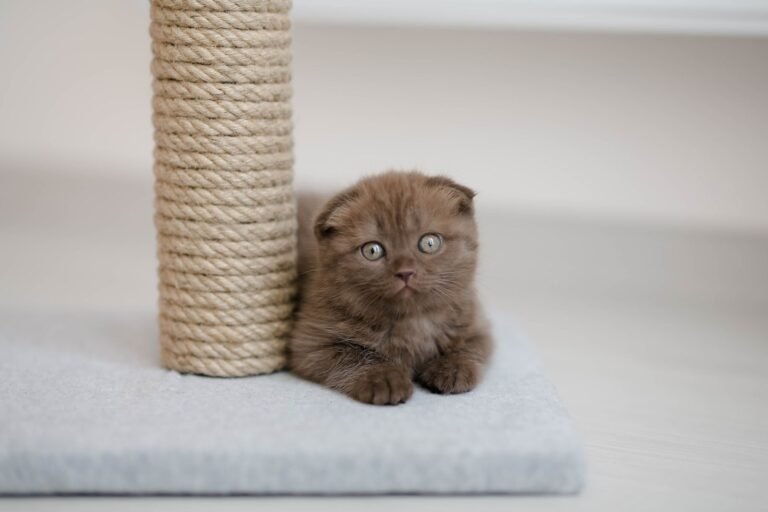 Brown Scottish Fold kitten lying beside a tall sisal cat scratching post