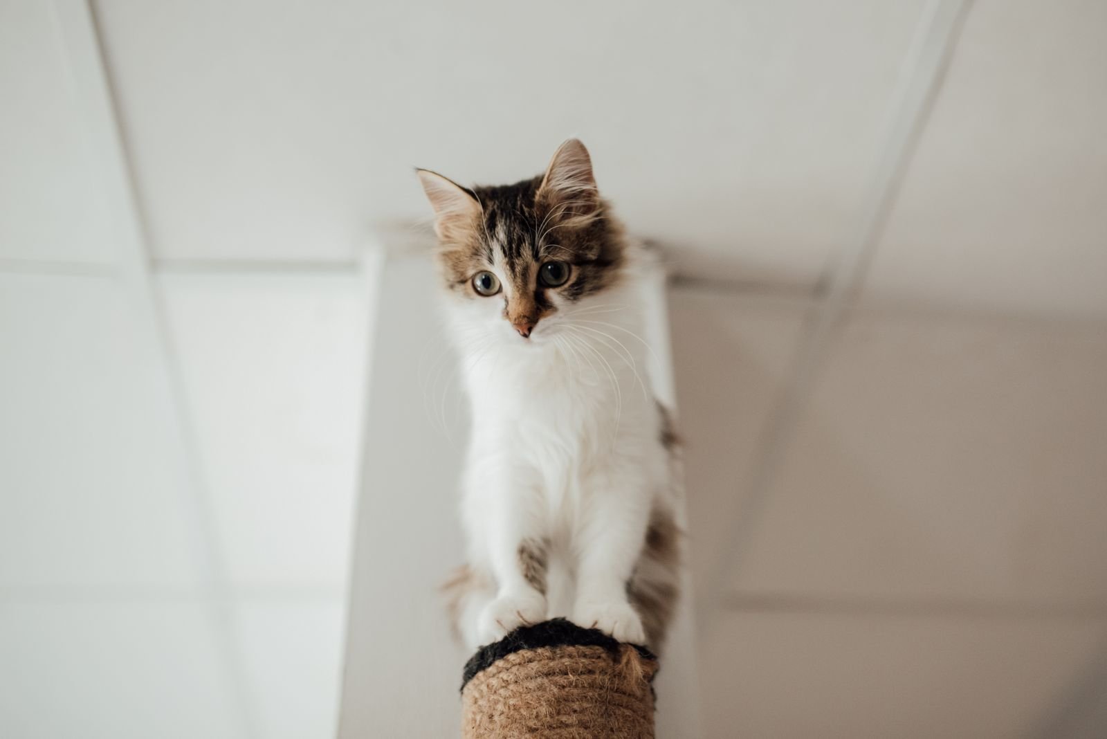 Fluffy cat perched on the top of a tall sisal cat scratching post looking down