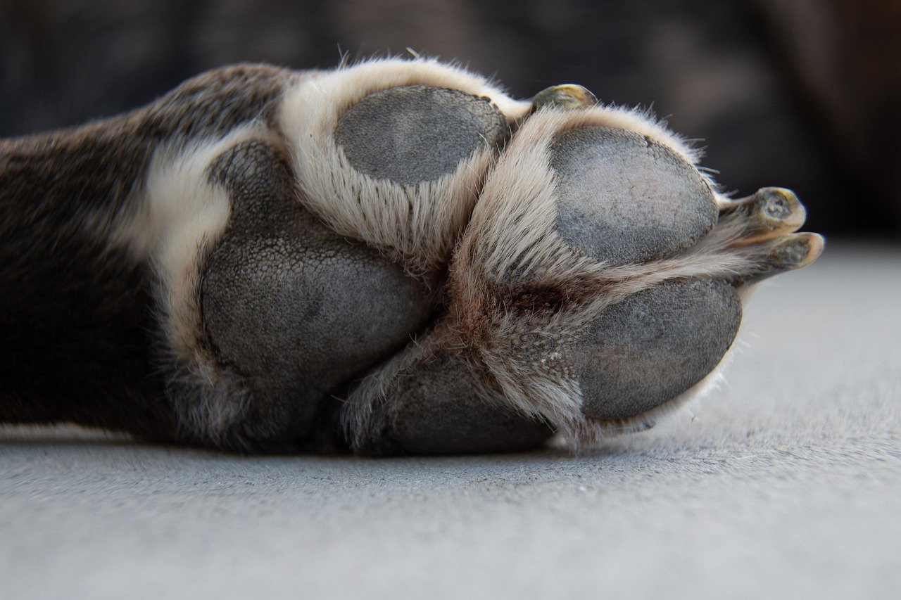 Underside of a resting dog's paw showing the pads and nails, one of the first places to check when a dog starts limping