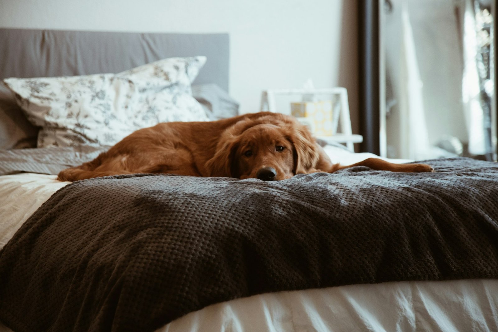 Golden dog lying quietly on a bed at home, the flat, tired look of a dog with an early pancreatitis episode