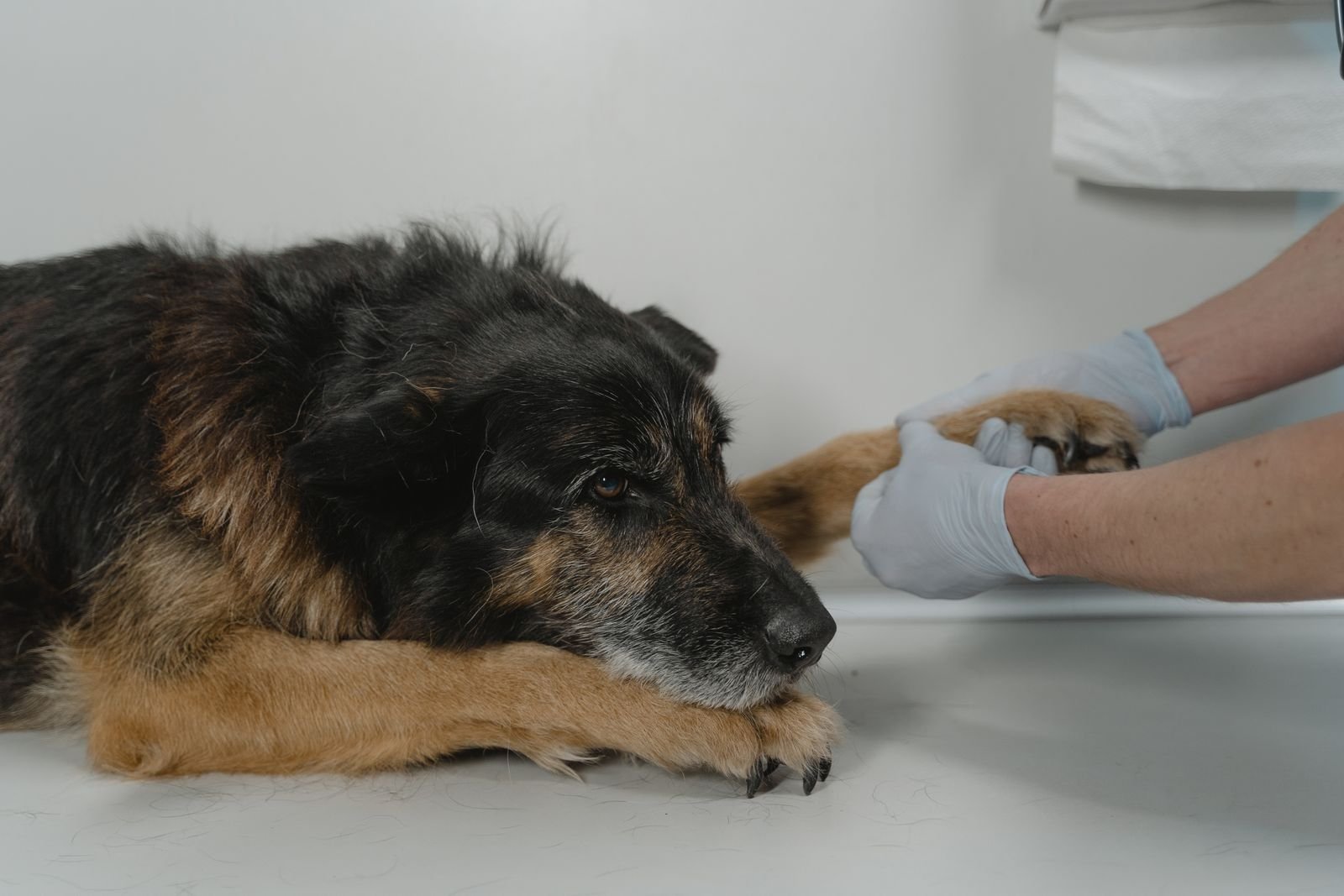 Veterinarian in gloves gently holding a senior dog's front leg during an exam, part of a lameness work-up