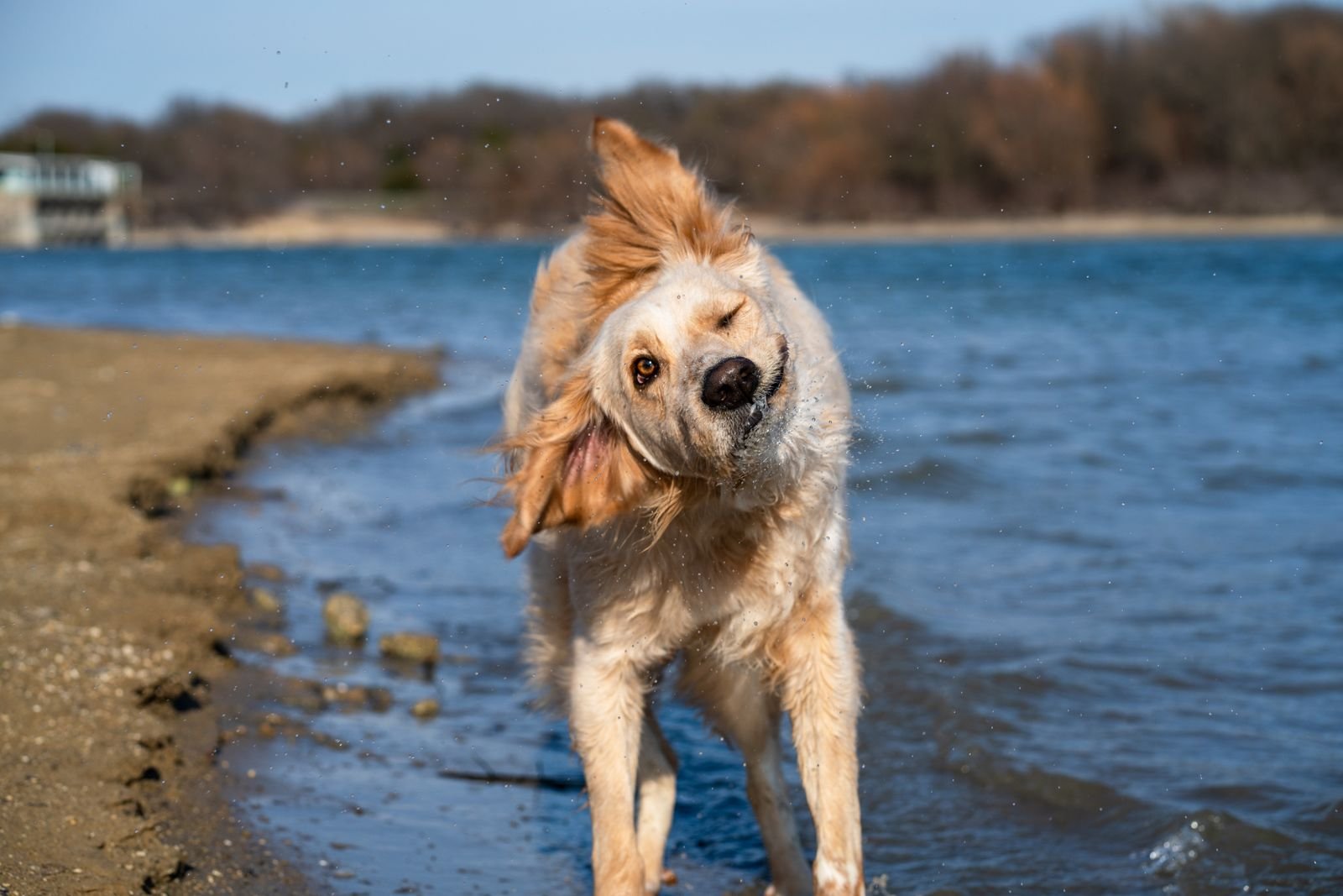 Golden Retriever shaking off water beside a lake, ears flying, after a swim