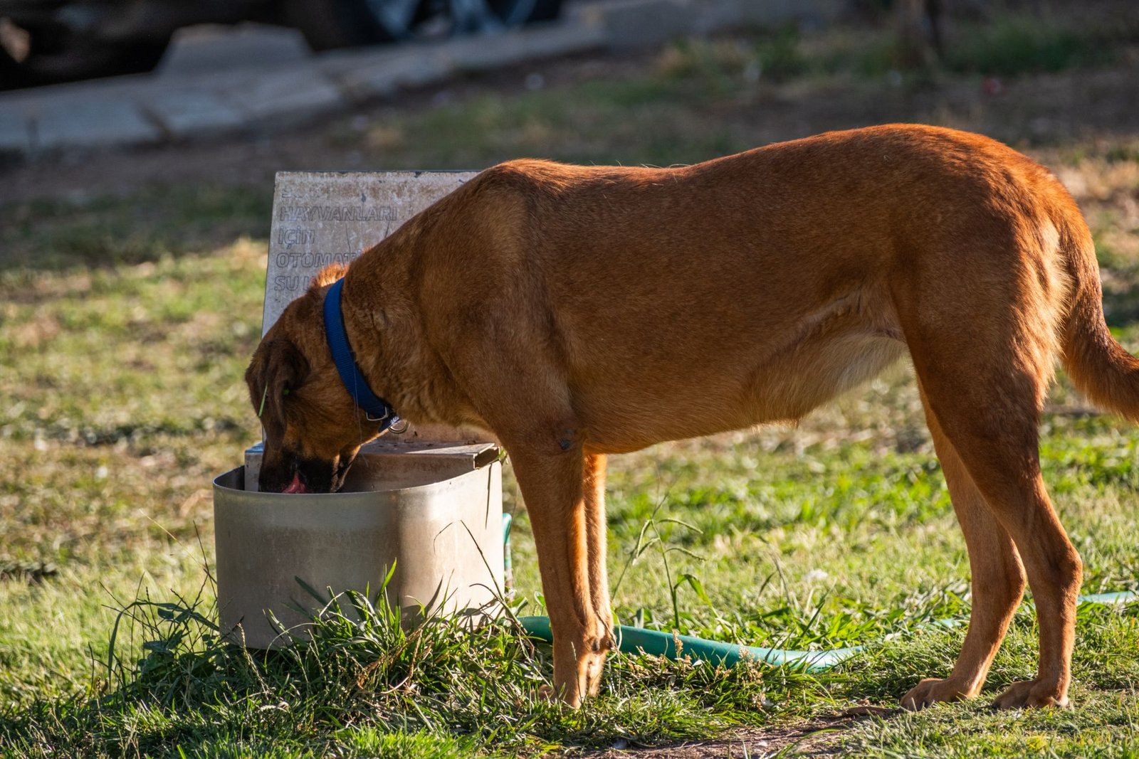 Brown dog with a blue collar drinking from an outdoor water bowl, the daily intake worth measuring when a dog drinks more