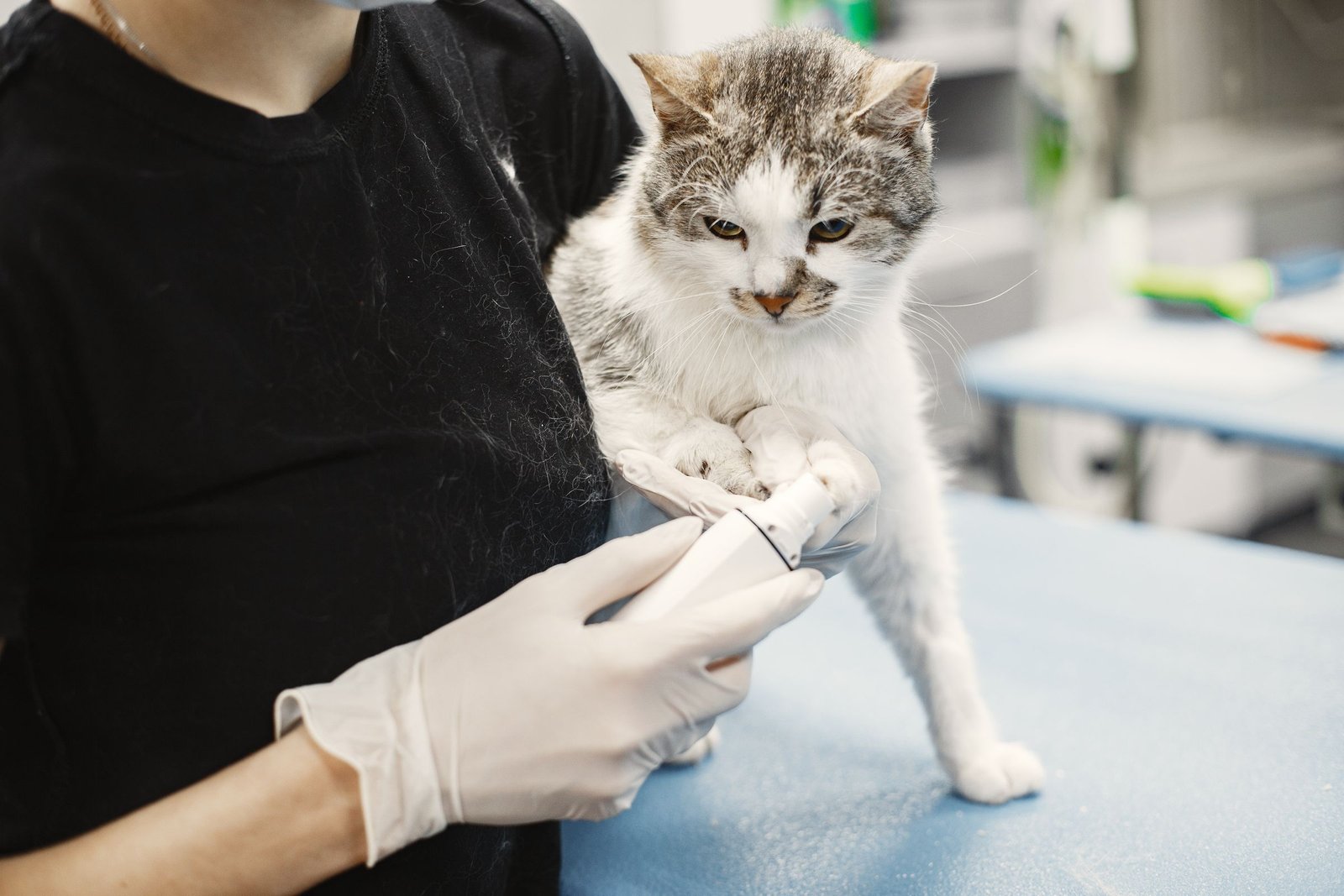 Alert gray and white cat standing on a veterinary clinic exam table
