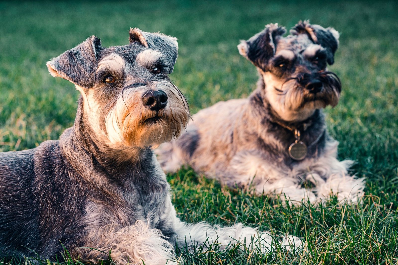 Two Miniature Schnauzers resting on grass, a breed at higher risk of pancreatitis