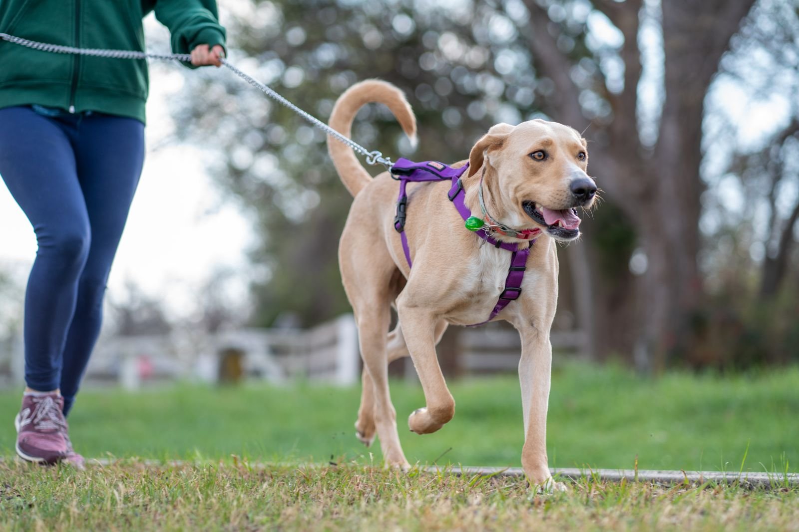 Yellow dog walking beside its owner in a purple no pull dog harness with a Y-shaped front