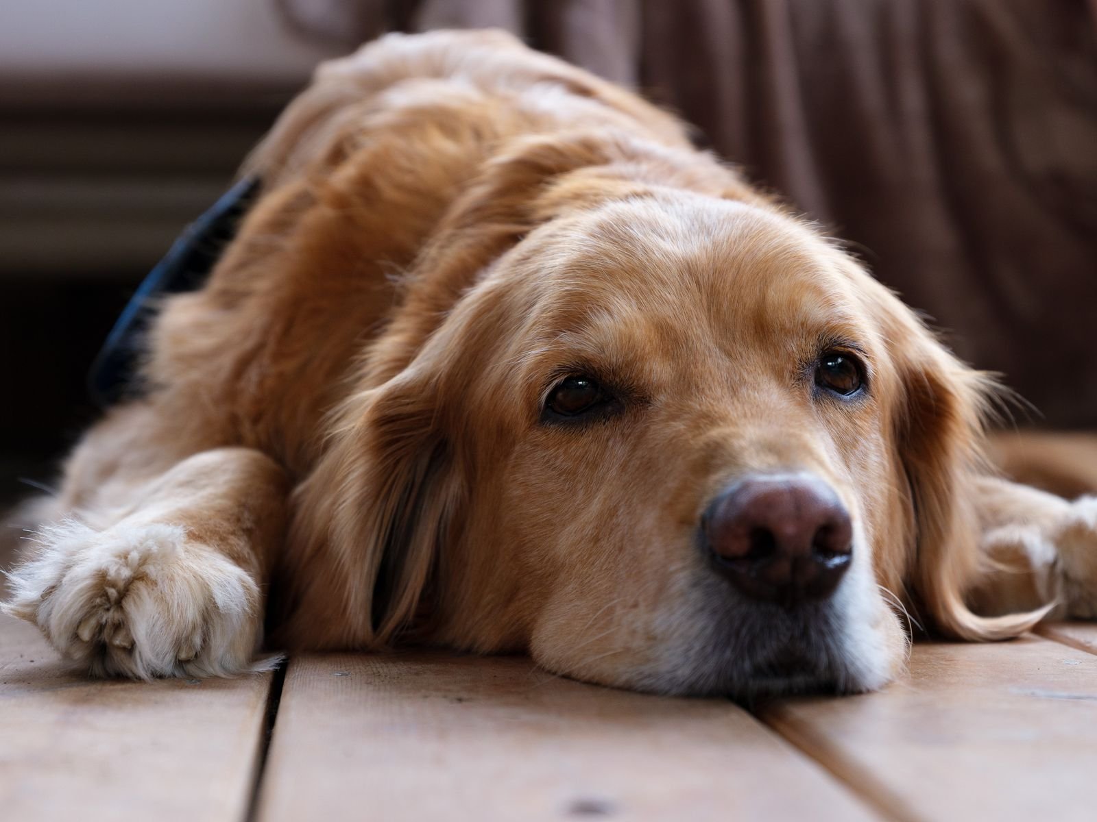 Older Golden Retriever lying with his head down on a bare wooden floor instead of a dog bed