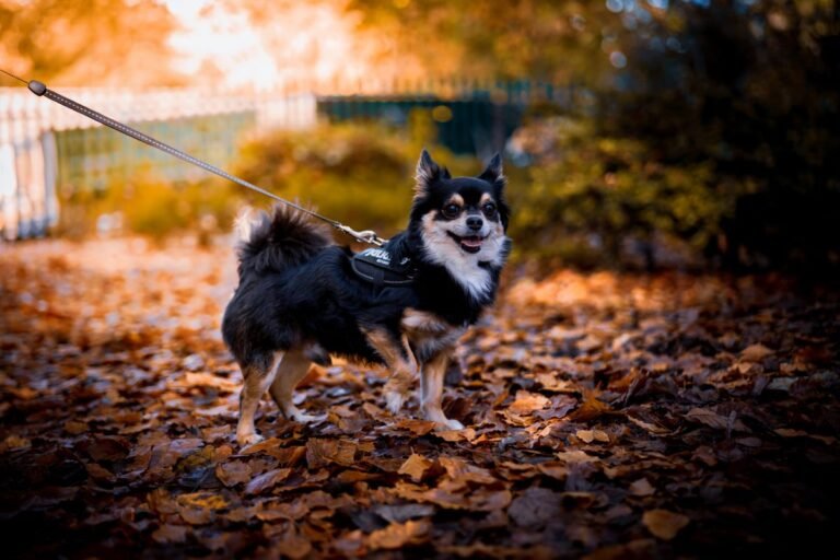 Small long-haired dog standing in a harness on autumn leaves during a walk