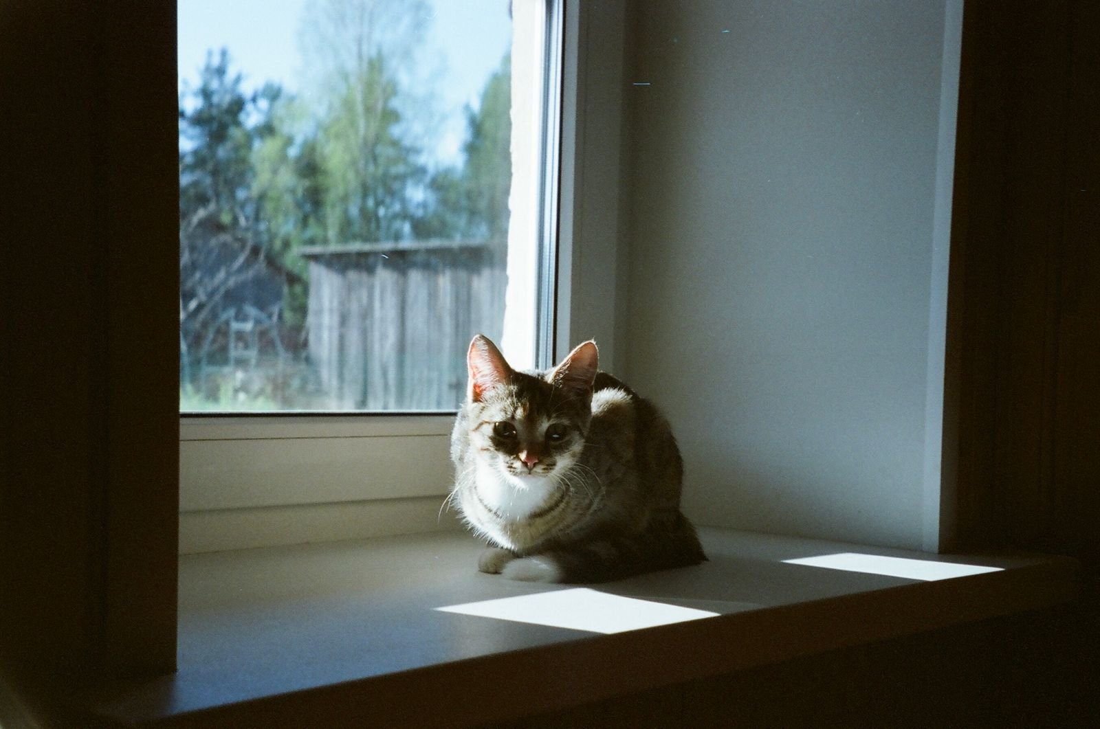 Alert tabby cat sitting on a sunny windowsill looking out
